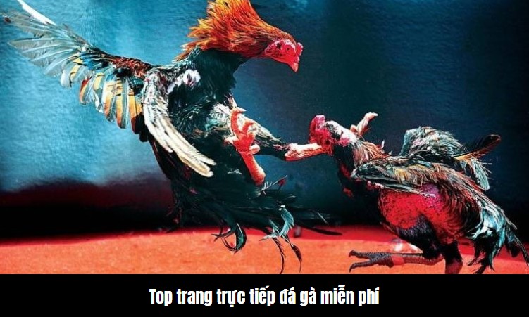 Top trang trực tiếp đá gà miễn phí nên xem nhất 3 Top trang trực tiếp đá gà miễn phí nên xem