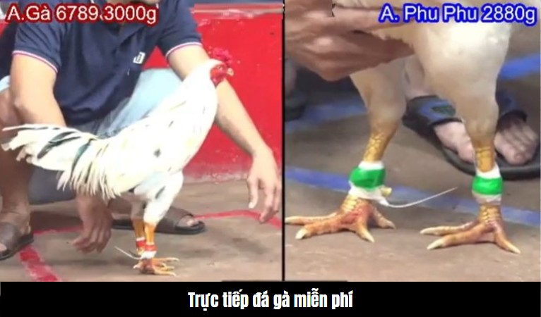 Top trang trực tiếp đá gà miễn phí nên xem nhất 2 Top trang trực tiếp đá gà miễn phí nên xem nhất